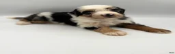 Bernedoodle dogs for sale: Pluto - Ad 3