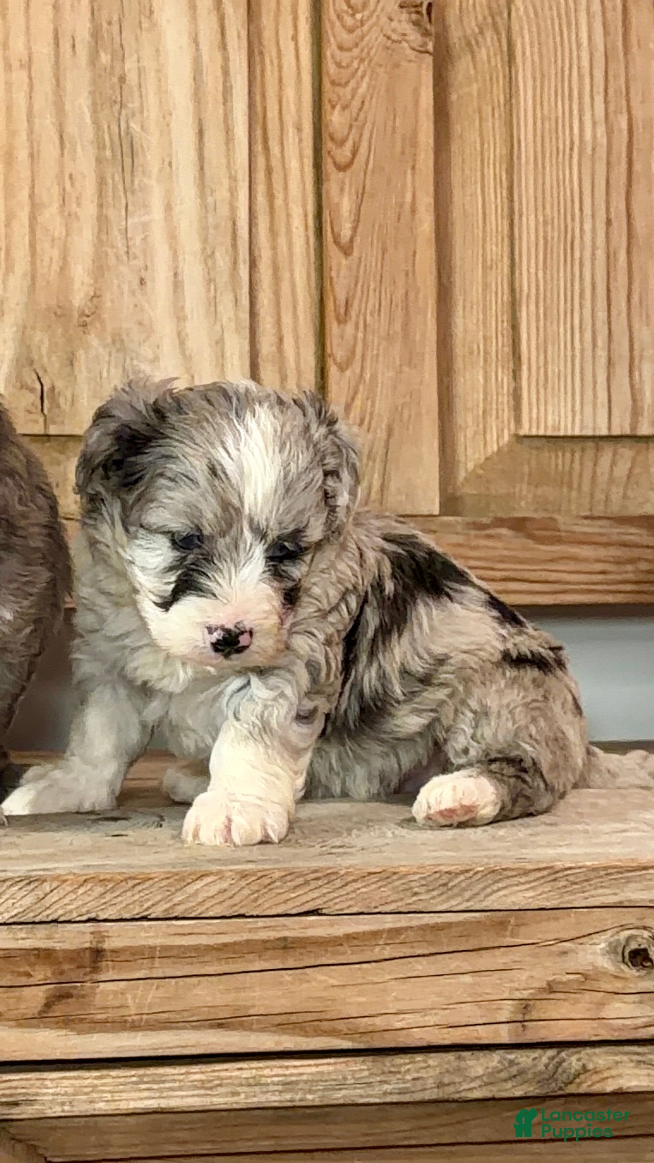 Bernedoodle dogs William, A One-of-a-Kind Spotted Boy - Ad 1