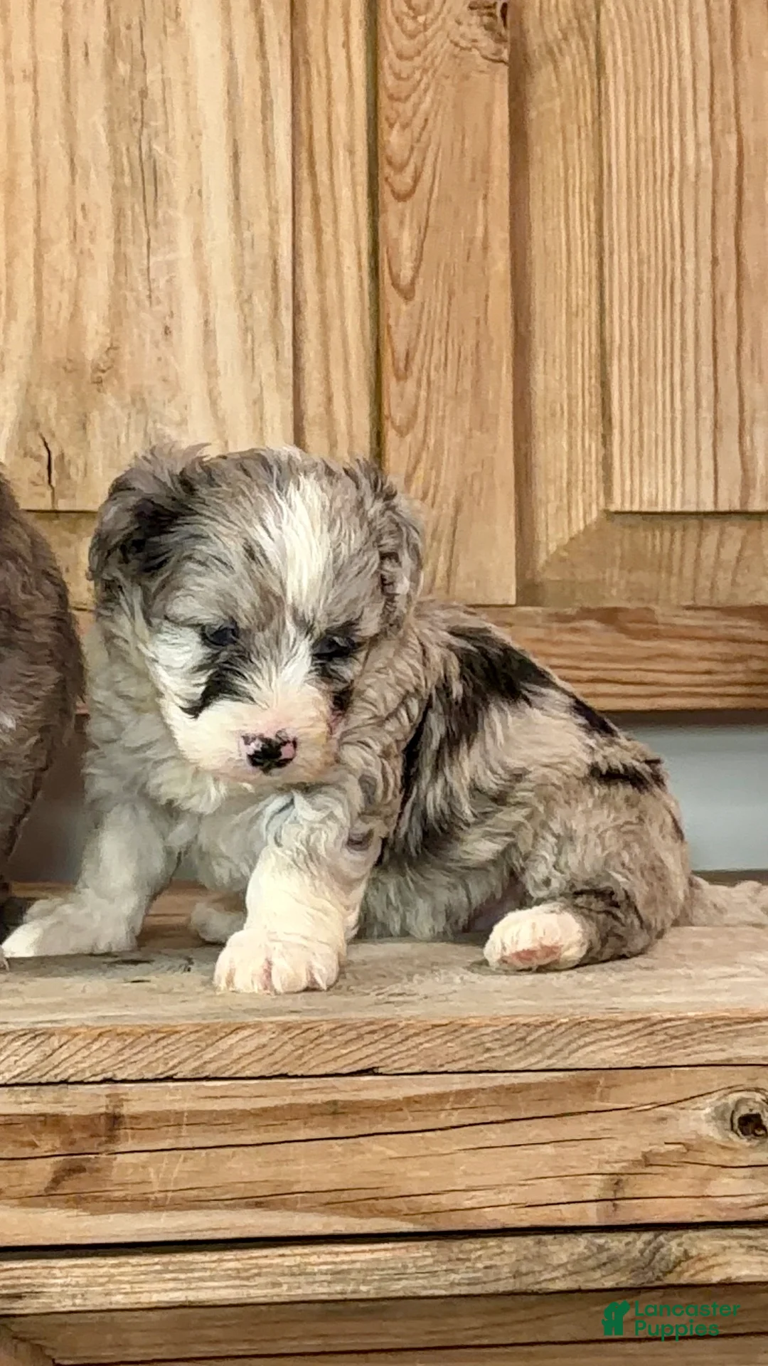 Bernedoodle dogs for sale: William, A One-of-a-Kind Spotted Boy - Ad 1