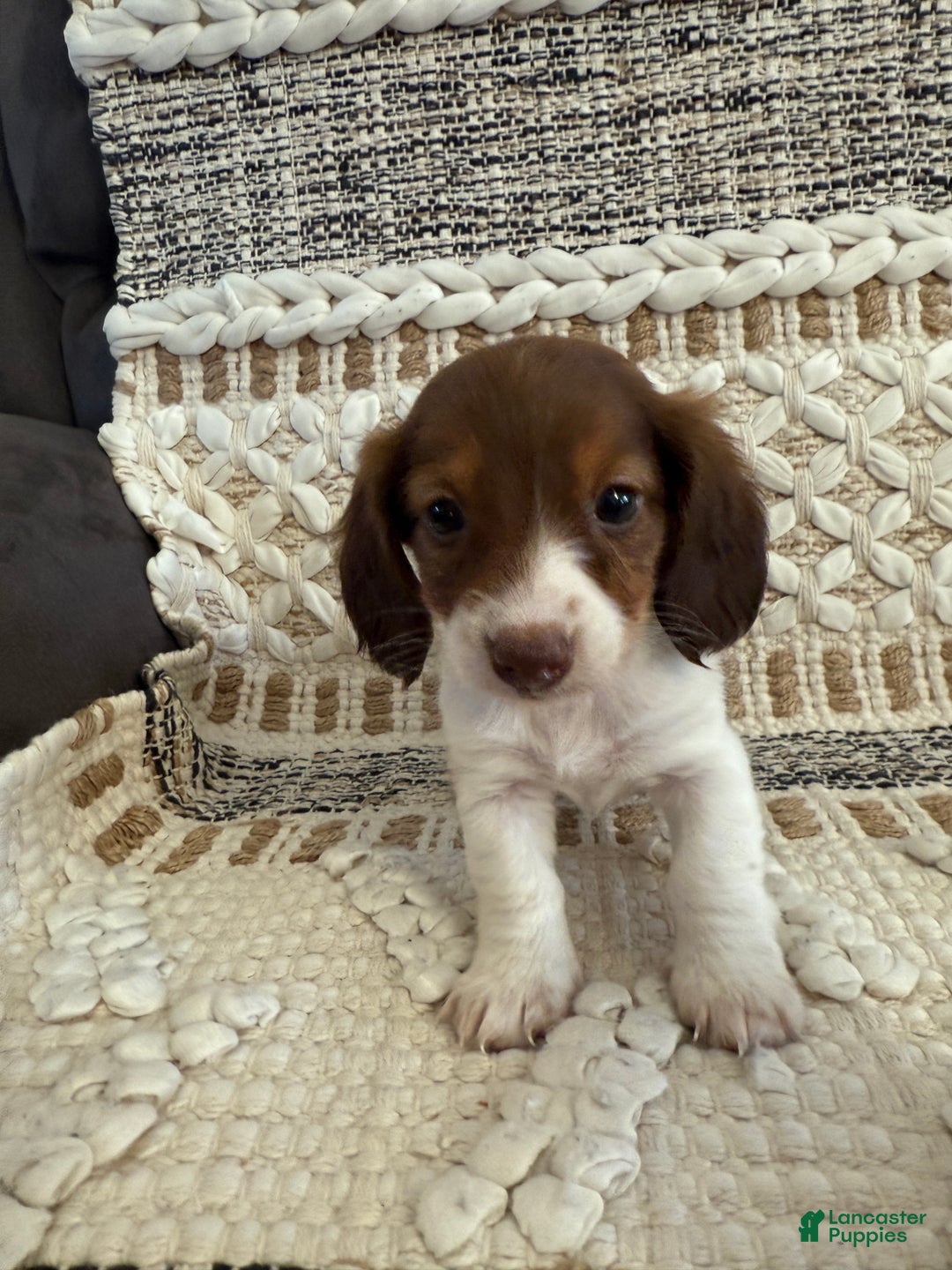 Miniature Dachshund dogs for sale: Lady - Ad 10