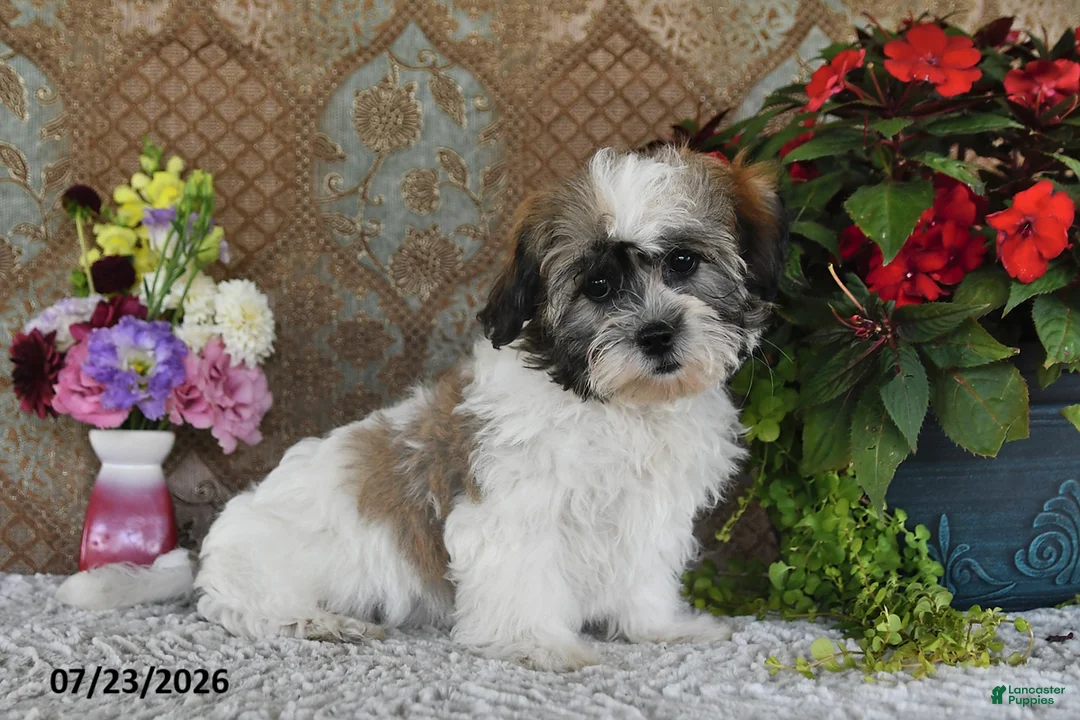 Teddy Bear dogs for sale: Duke - Ad 2