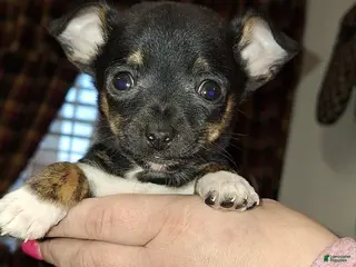 Chihuahua dogs Tigger t-cup - Ad 42