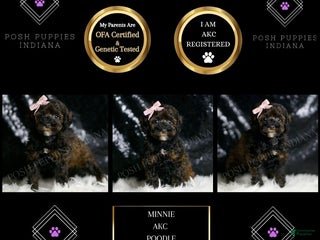 Toy Poodle dogs - Ad 39