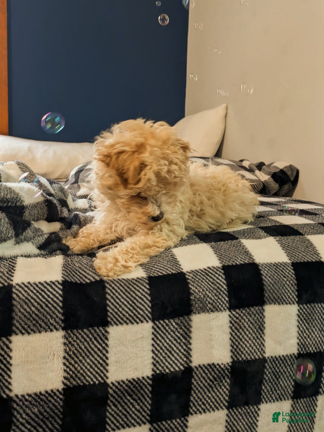 Mini Bernedoodle dogs for sale: Mini Bernedoodle Puppy 1 - Ad 4