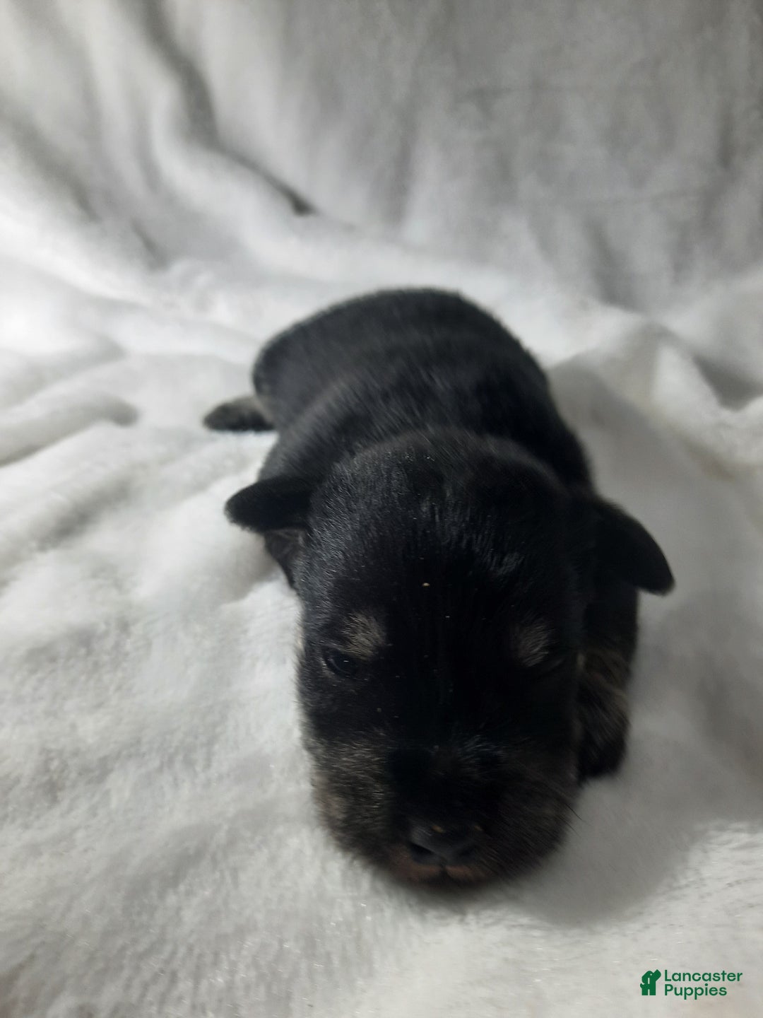 Miniature Schnauzer dogs for sale: AKC Oreo - Ad 2