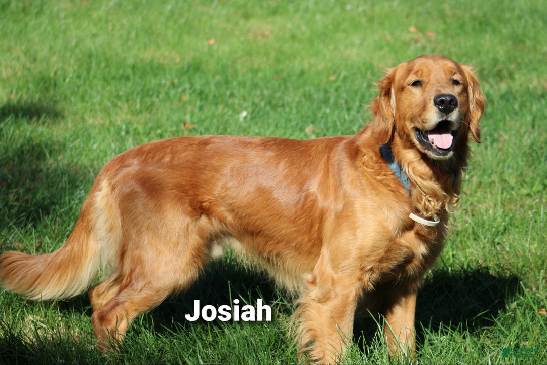 Golden Retriever dogs for sale: Golden Retriever Puppy Cameron - Ad 8