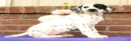 Dalmatian dogs for sale: Ellie - Ad 3