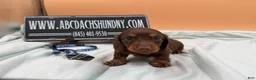 Miniature Dachshund dogs for sale: Russian champion lines  - Ad 1