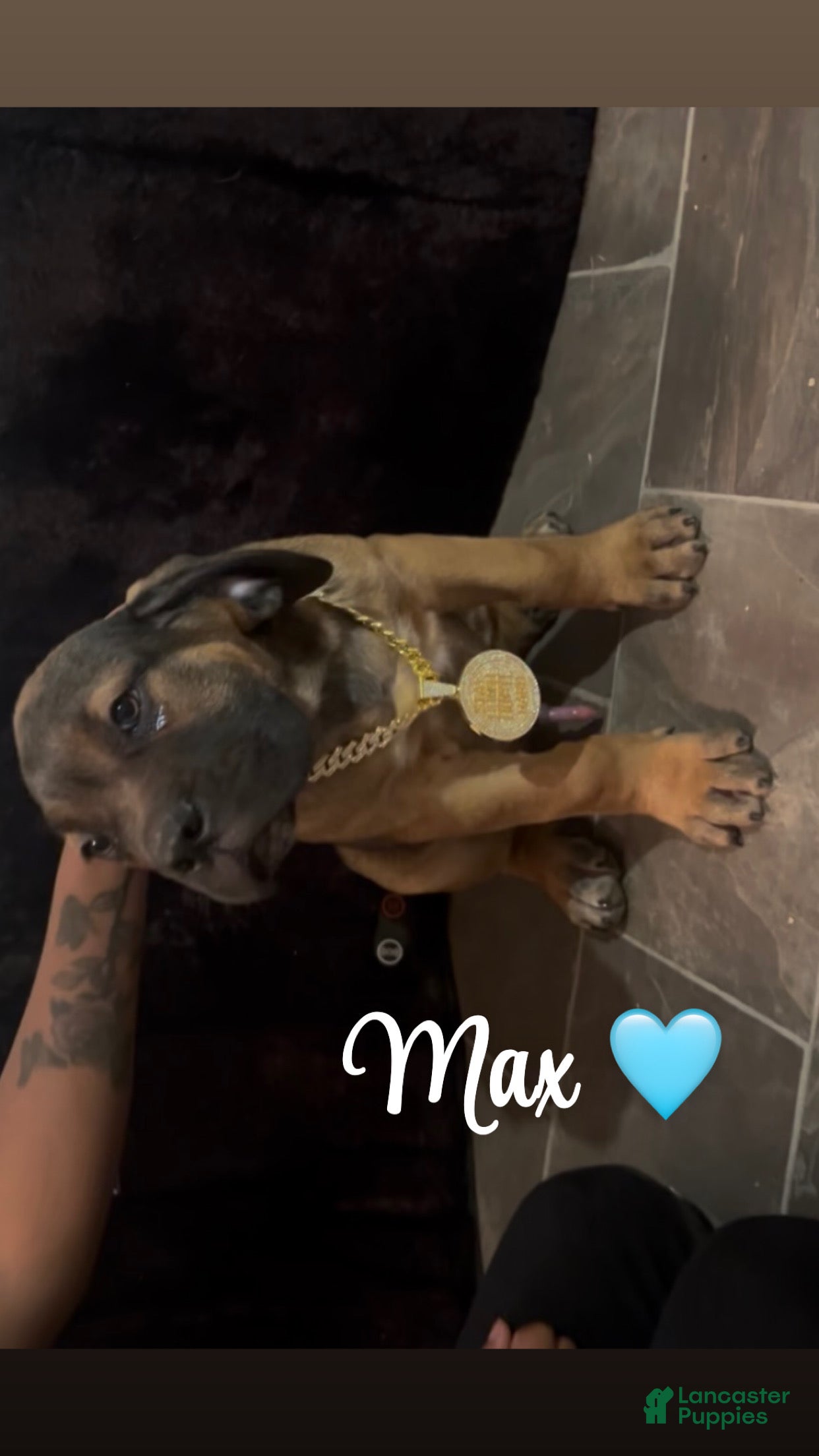 Cane Corso dogs MAX 🩵 - Ad 1