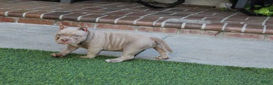 Ivy American Bully 
