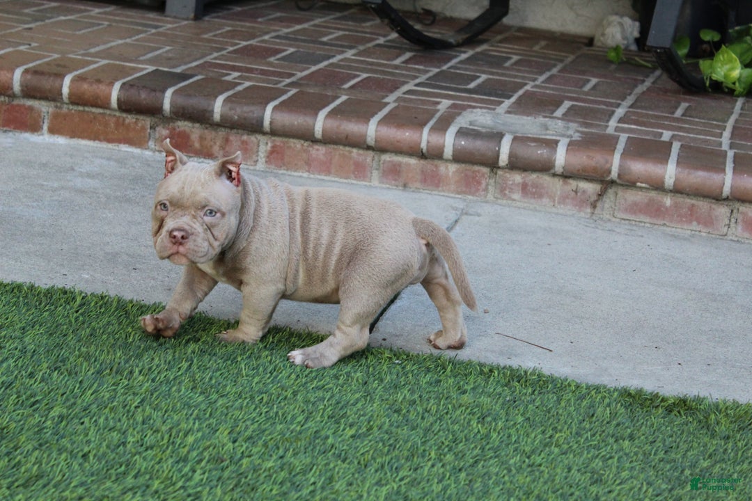 American Bully dogs for sale: Ivy American Bully  - Ad 1