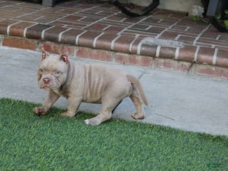 American Bully dogs Ivy American Bully - Ad 2