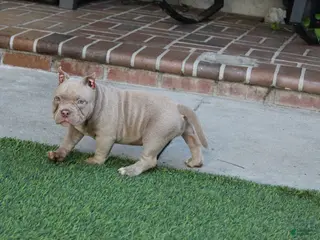American Bully dogs Ivy American Bully - Ad 1