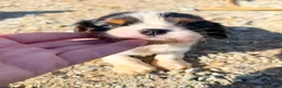 Cavalier King Charles Spaniel dogs for sale: Canolli - Ad 7