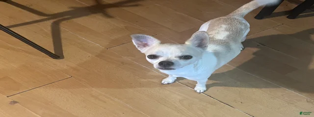 Mancito