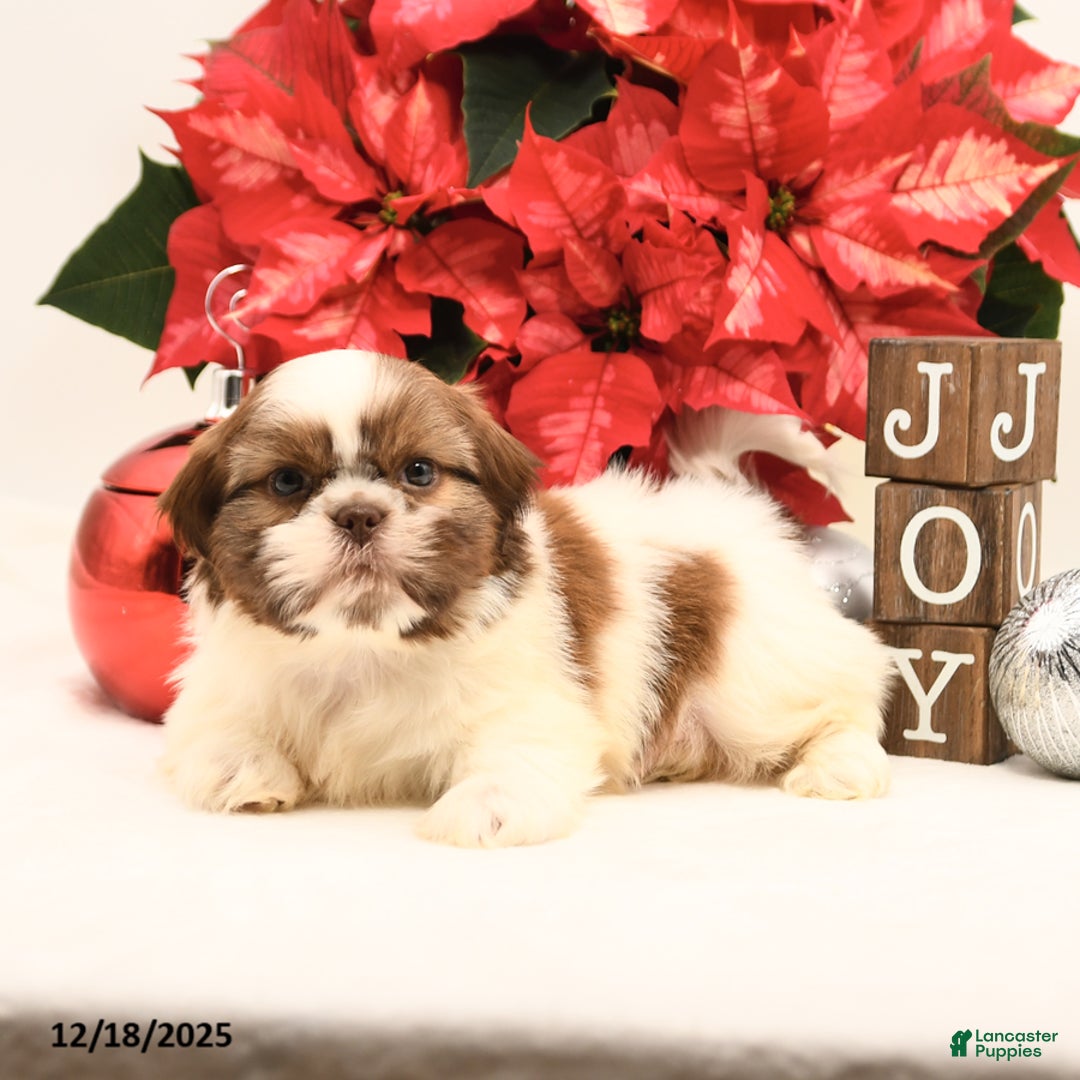Shih Tzu dogs for sale: Sparkle - Ad 4