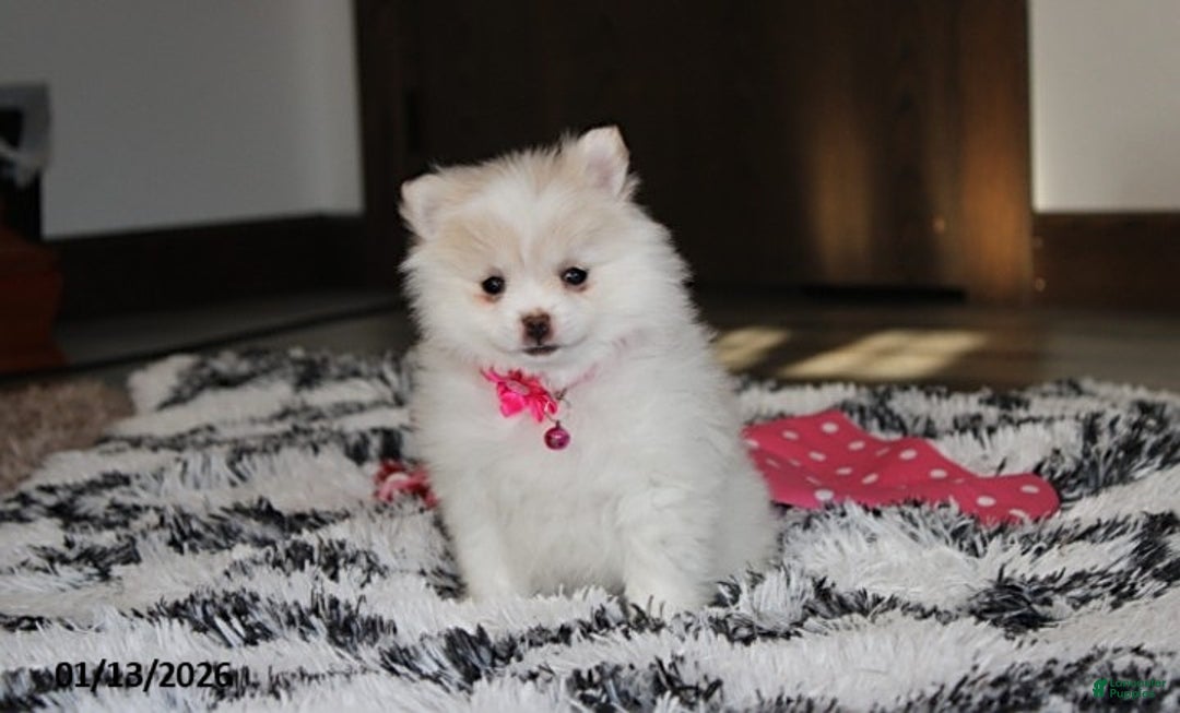 Pomeranian dogs for sale: Allie - Ad 7