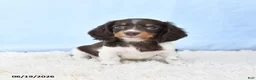 Miniature Dachshund dogs for sale: Ivy - Ad 3