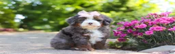 Mini Bernedoodle dogs for sale: Sophie - Ad 3