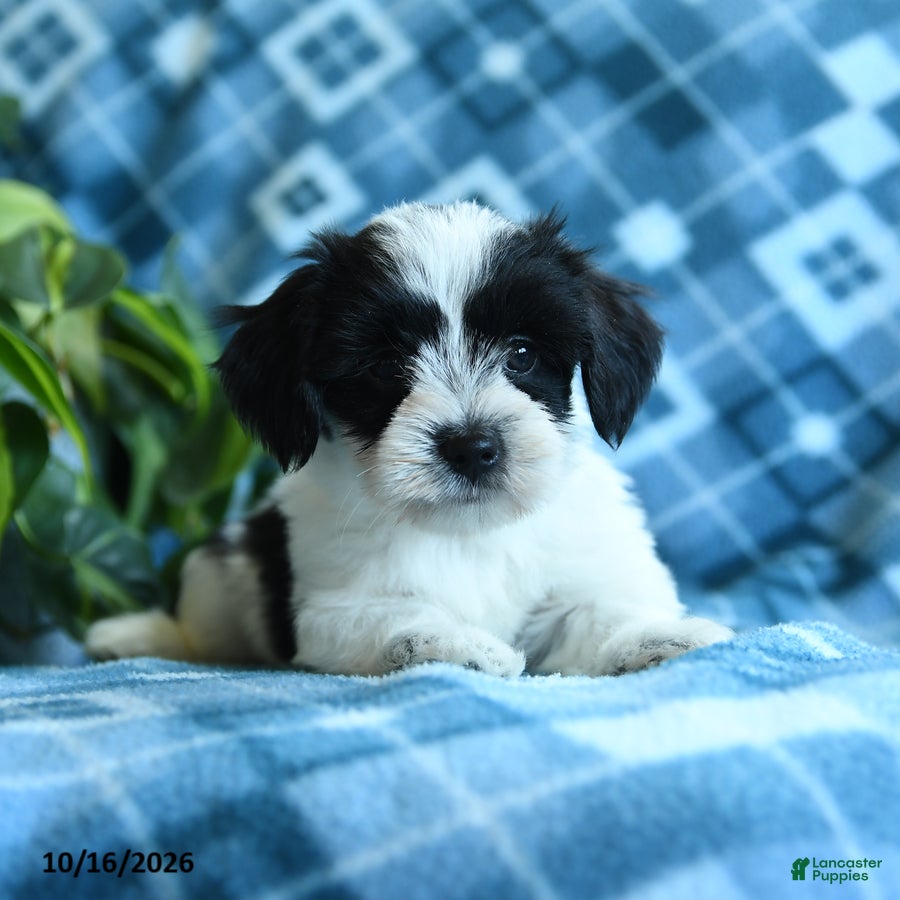 Mixed Breed dogs Dixie - Ad 1