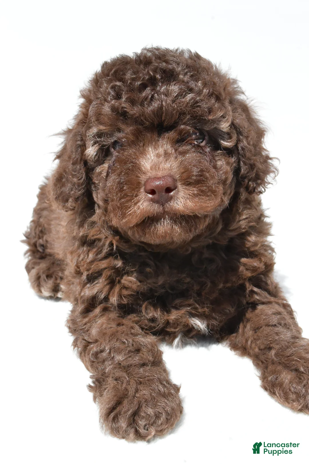 Miniature Poodle dogs for sale: Marco - Ad 1