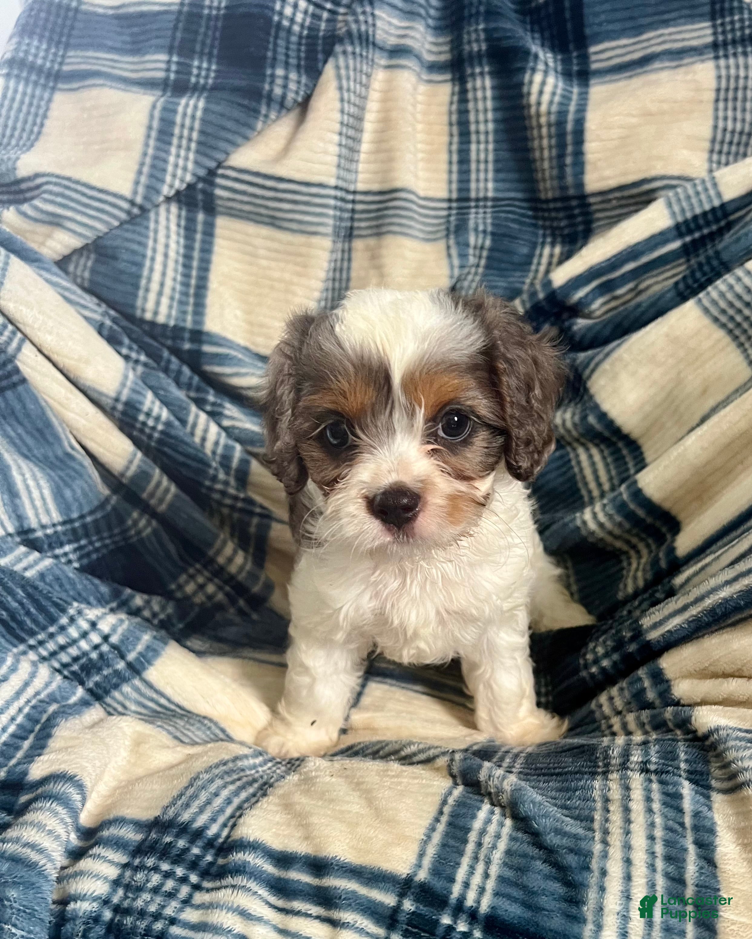 Cavapoo dogs Poppy Ray-Boy-Cavapoo  - Ad 1