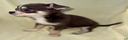 Chihuahua dogs for sale: blue tri - Ad 9