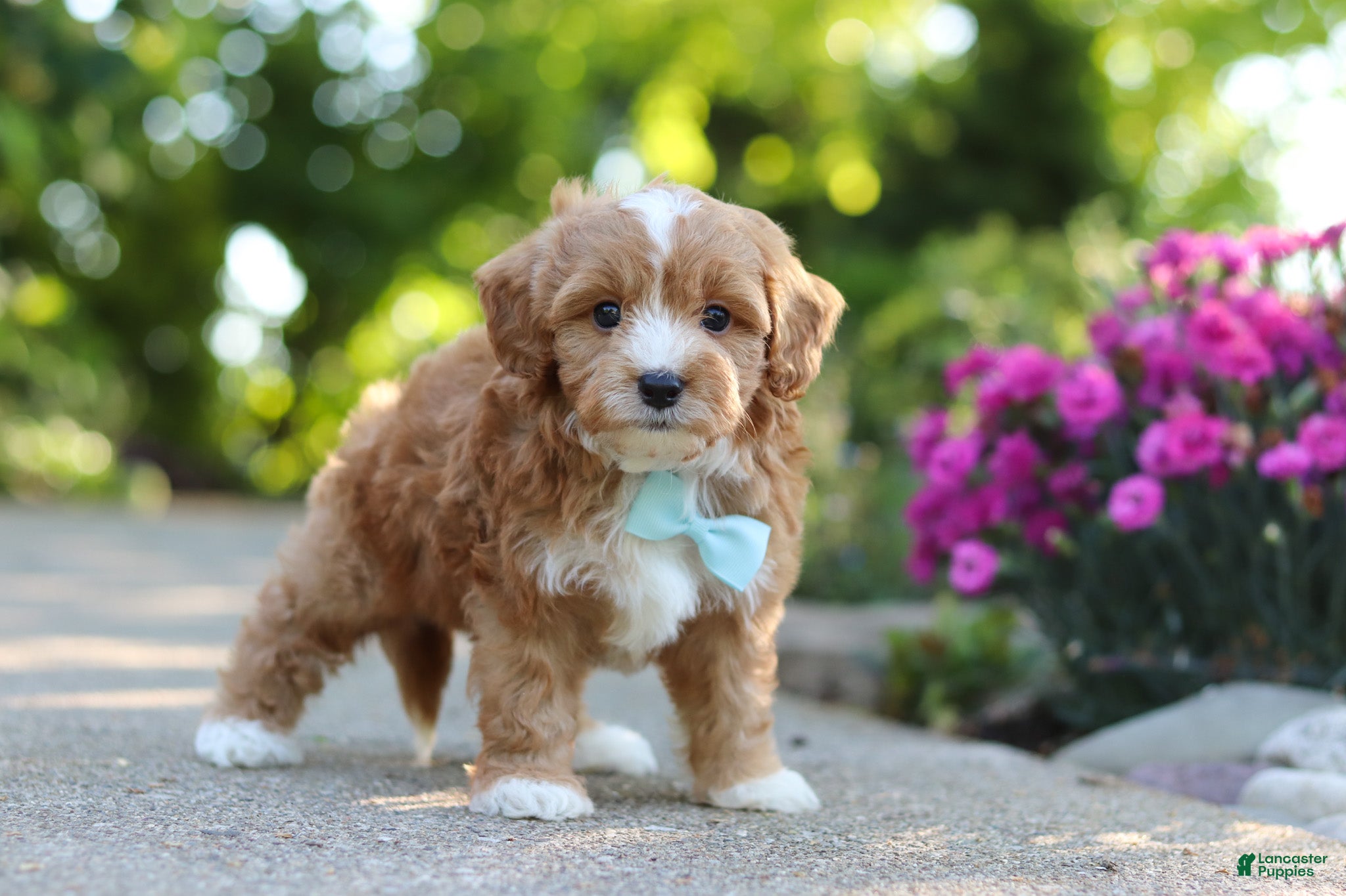 Cavapoo dogs for sale: Mason - Ad 3