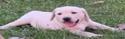 Labrador Retriever dogs for sale: Meet Your New Best Friend! Beautiful Yellow Female Labrador Retriever Puppies Available 💛 - Ad 2