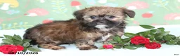 Shorkie dogs for sale: Tippy - Ad 4