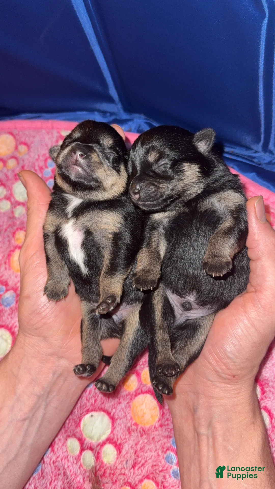 Chihuahua dogs for sale: Chihuahua 1 - Ad 2