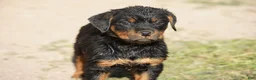 Rottweiler dogs for sale: Rottweiler litter of 5 puppies - Ad 40