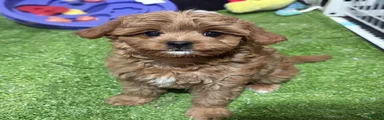 Cavapoo 2
