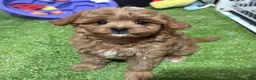 Cavapoo dogs for sale: Cavapoo 2 - Ad 1