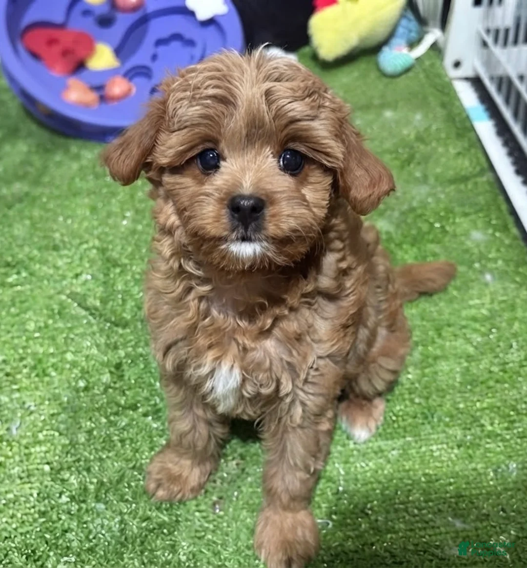 Cavapoo dogs for sale: Cavapoo 2 - Ad 1