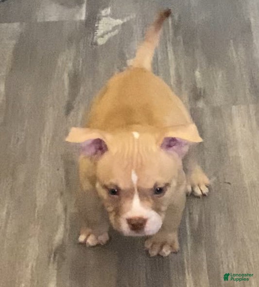 American Bully dogs Tom Ford - Ad 13