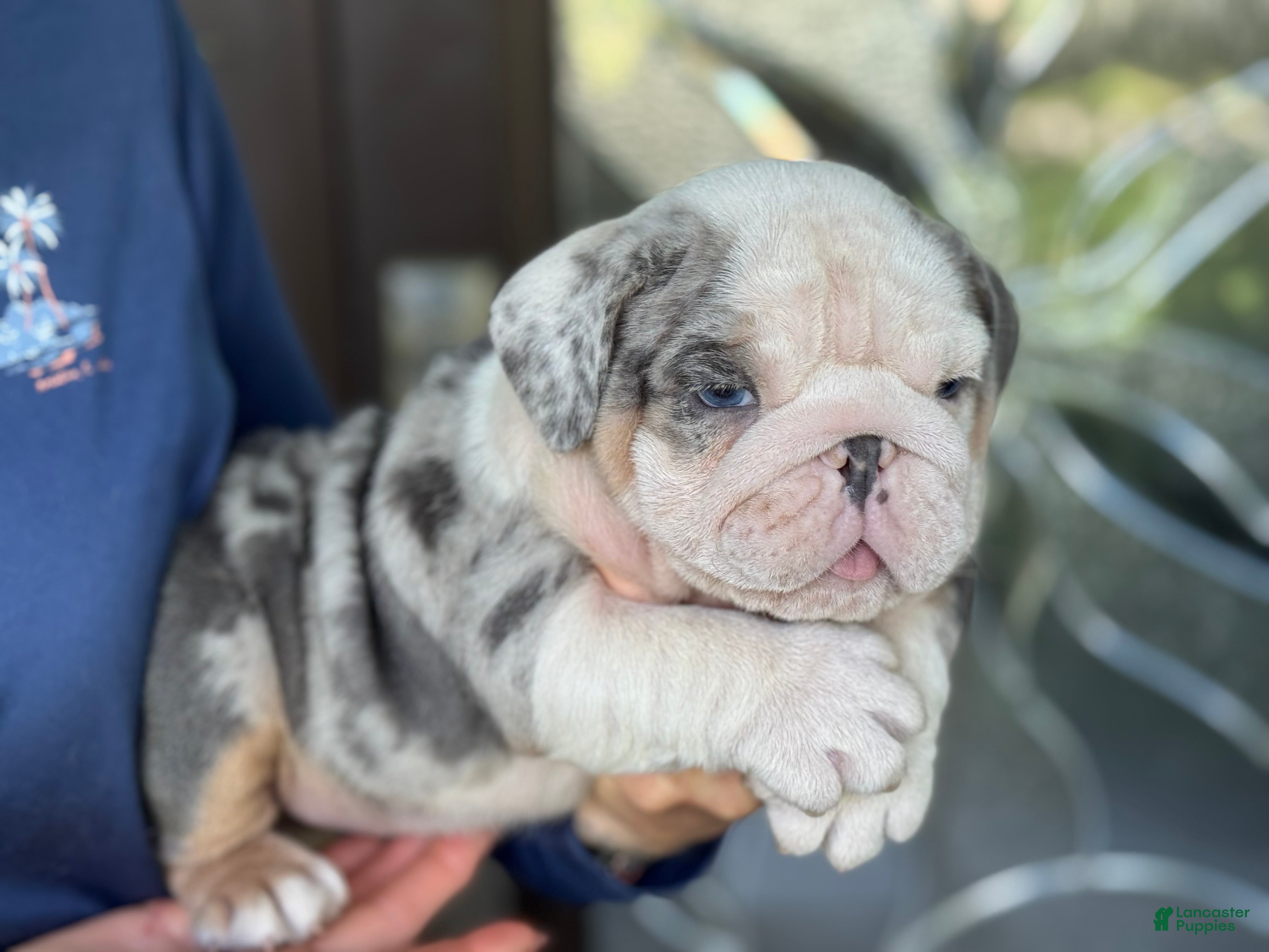 English Bulldog dogs Lucas - Ad 2