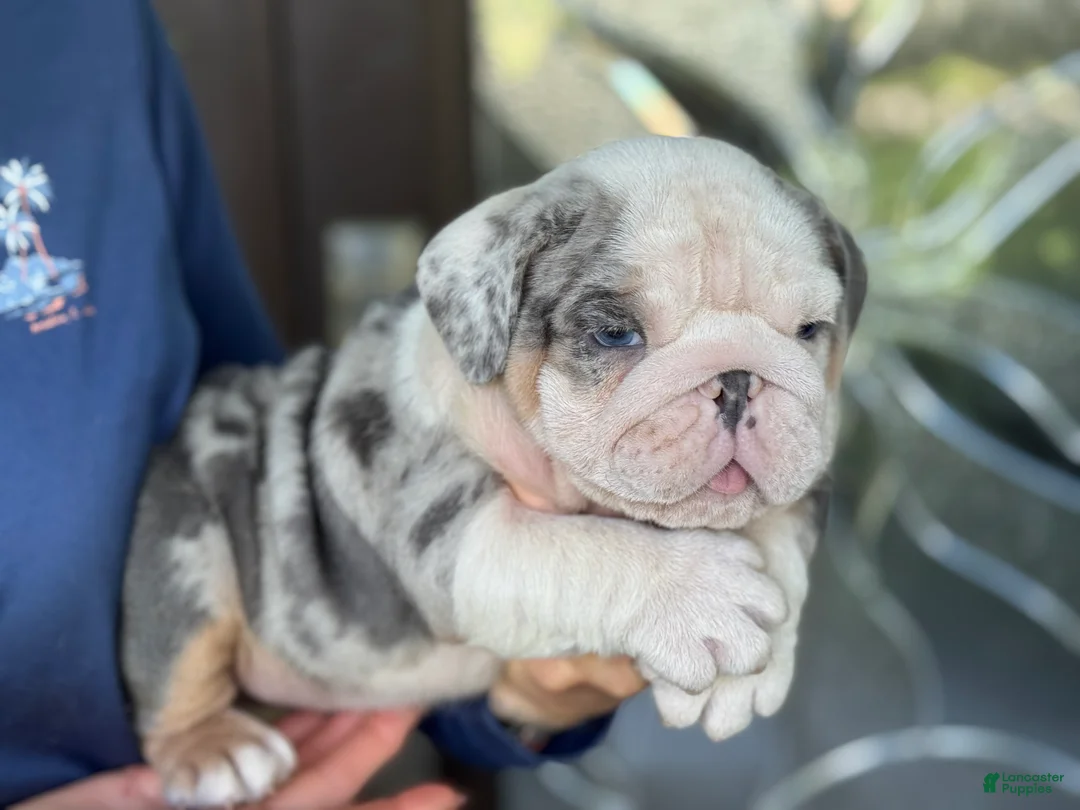 English Bulldog dogs for sale: Lucas - Ad 2