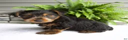 Yorkshire Terrier dogs for sale: Benny - Ad 3