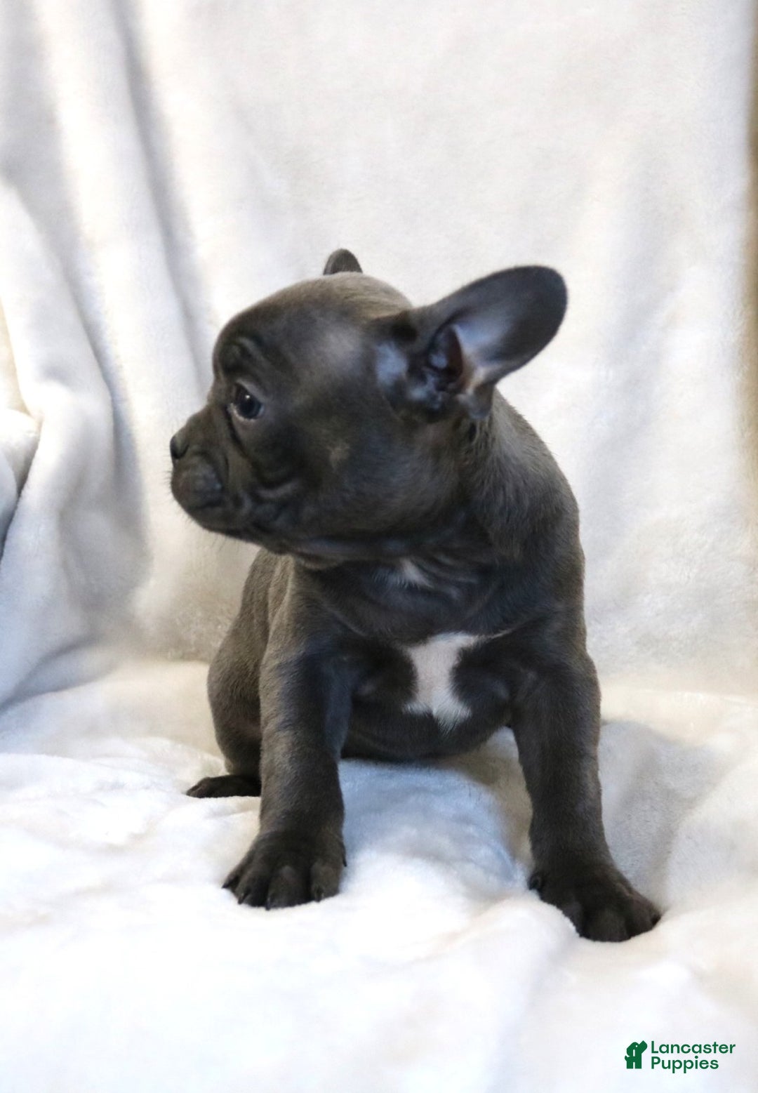 Frenchton dogs for sale: Chloe - Ad 4