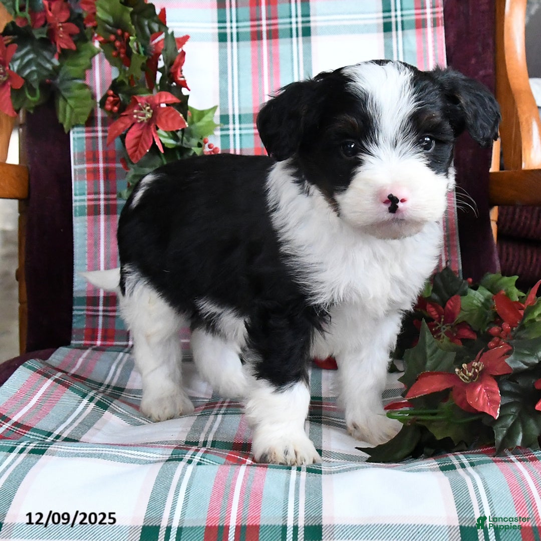 Bernedoodle dogs for sale: Cooper - Ad 2