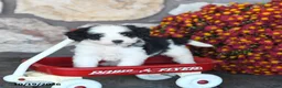Mini Bernedoodle dogs for sale: Cupcake - Ad 4