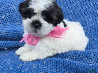 Malshi dogs Nora - Ad 1