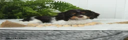 English Cocker Spaniel dogs for sale: Sonny - Ad 3