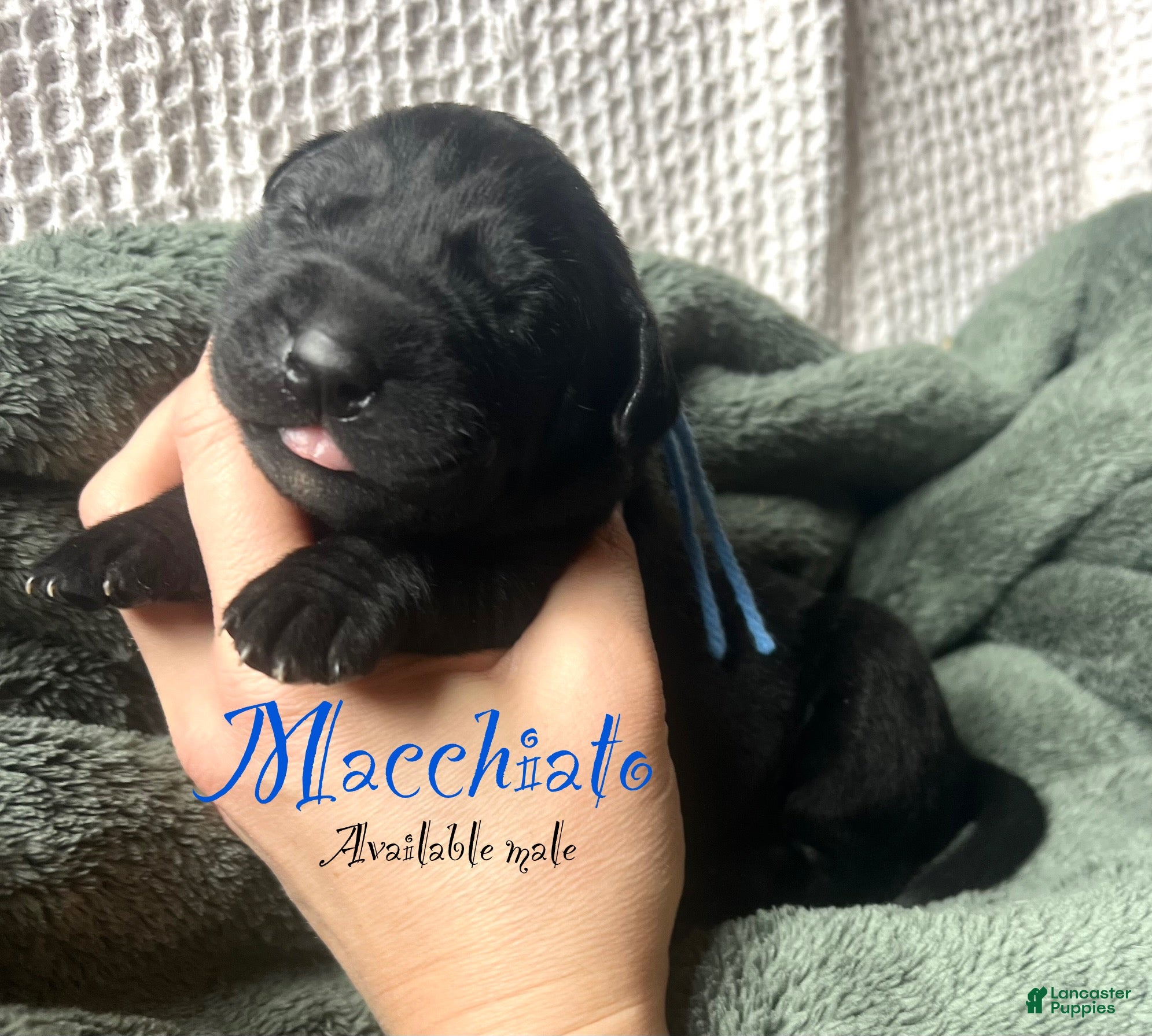 Labrador Retriever dogs Macchiato  - Ad 30