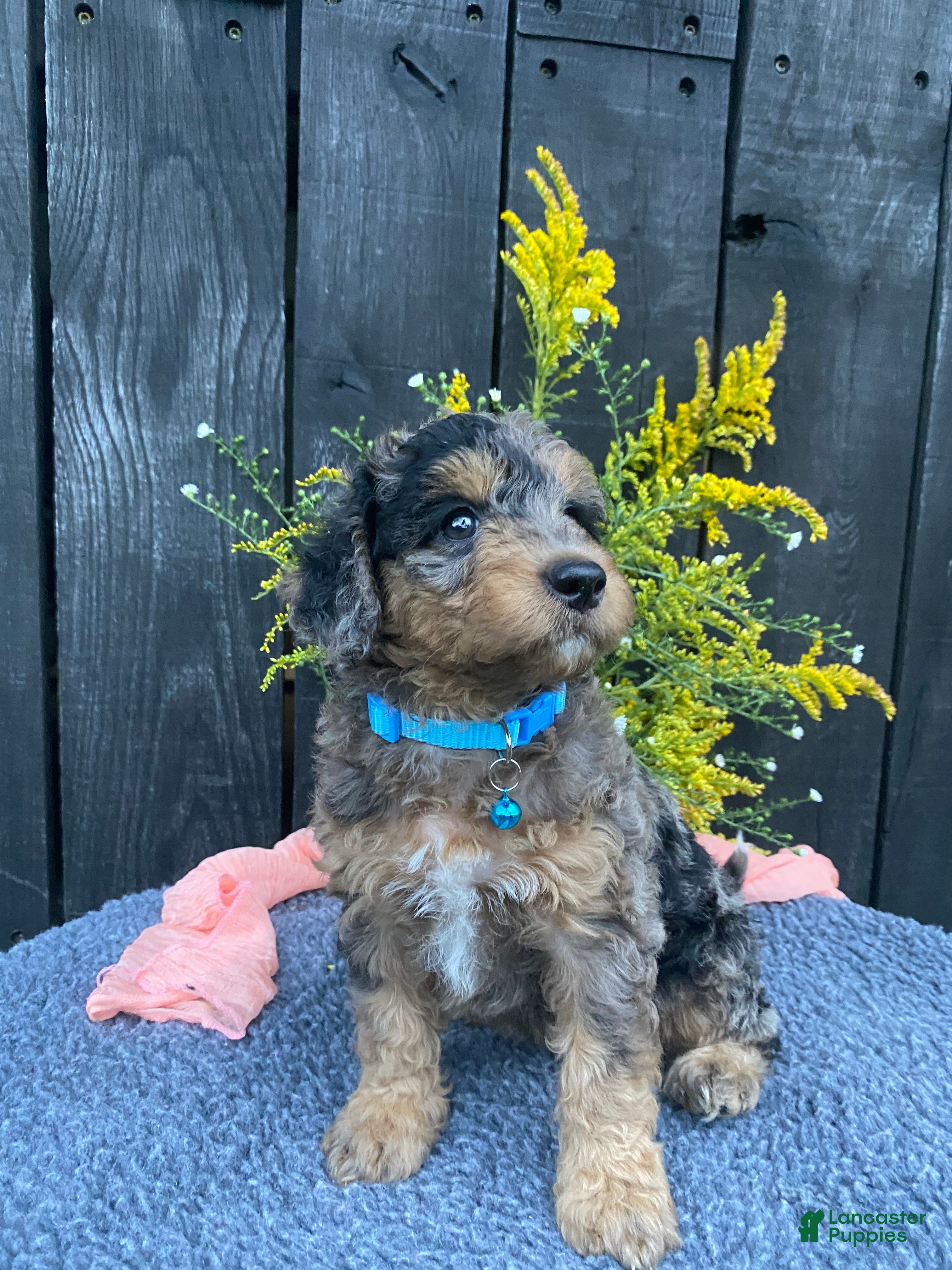 Miniature Labradoodle dogs Willow - Ad 2