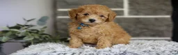 Toy Poodle dogs for sale: Chico - Ad 4