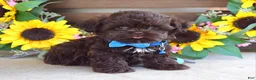 Shih Tzu dogs for sale: Rudy - Ad 3