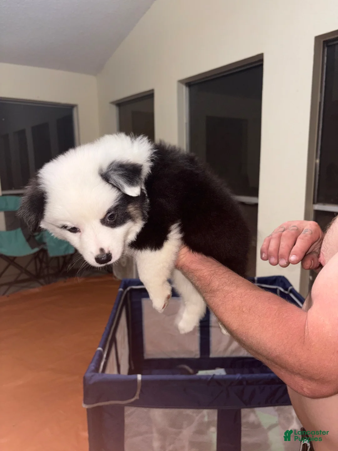 Australian Shepherd dogs for sale: Panda - Ad 2