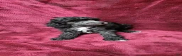 Toy Poodle dogs for sale: AKC Silver girl 2 - Ad 6